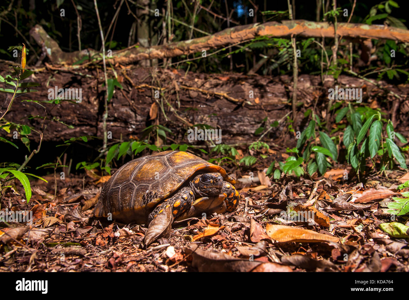 "Jabuti-tinga (chelonoidis denticulata) fotografado em linhares, Espírito Santo, sudeste de Brasil. bioma Mata Atlântica. registro feito em 2013. Foto de stock