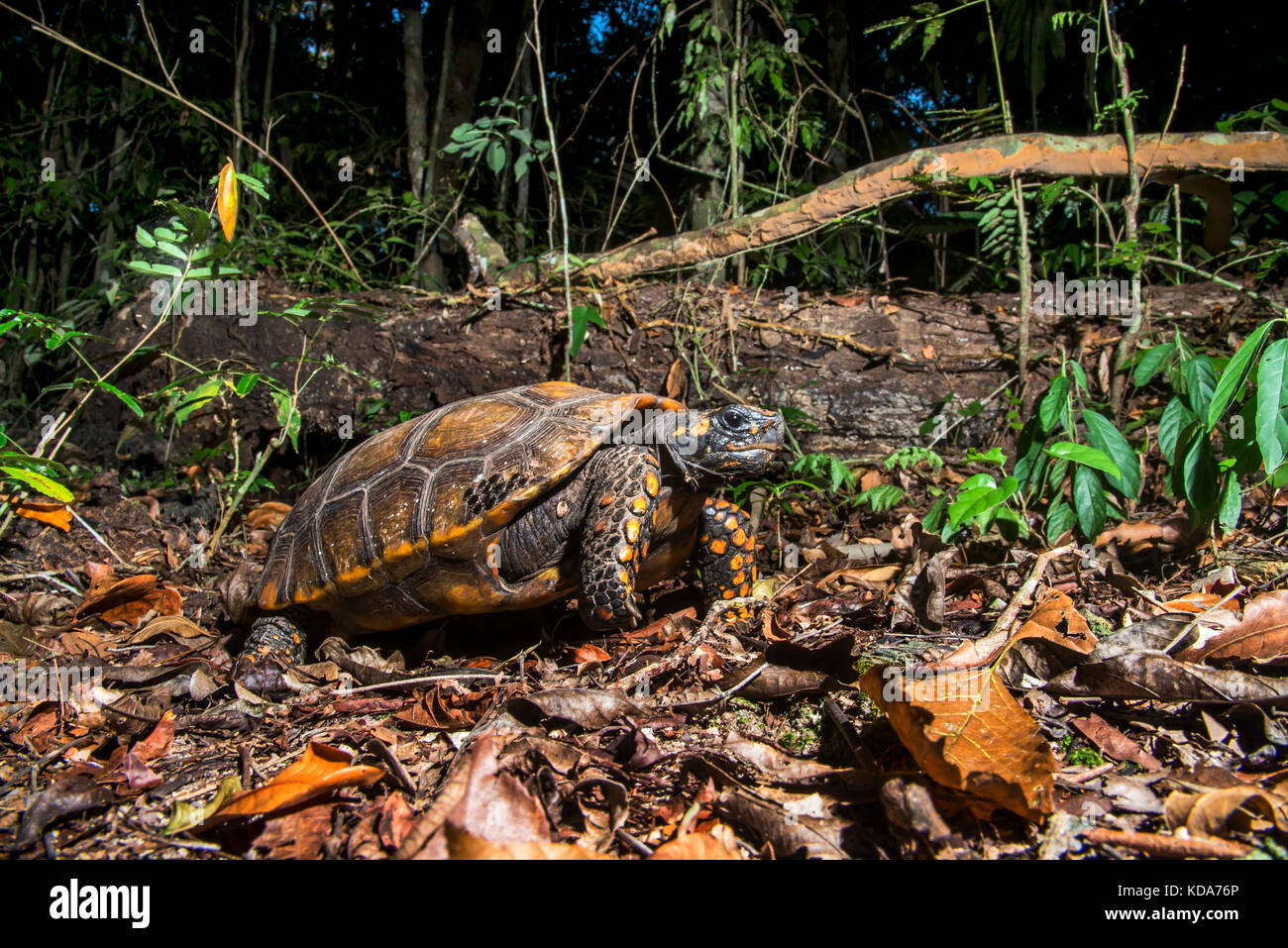 "Jabuti-tinga (chelonoidis denticulata) fotografado em linhares, Espírito Santo, sudeste de Brasil. bioma Mata Atlântica. registro feito em 2013. Foto de stock