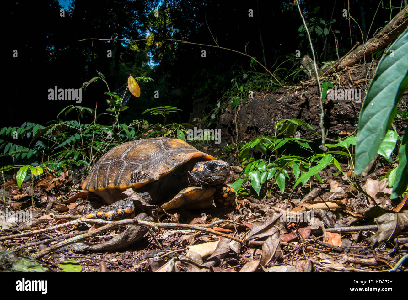 "Jabuti-tinga (chelonoidis denticulata) fotografado em linhares, Espírito Santo, sudeste de Brasil. bioma Mata Atlântica. registro feito em 2013. Foto de stock