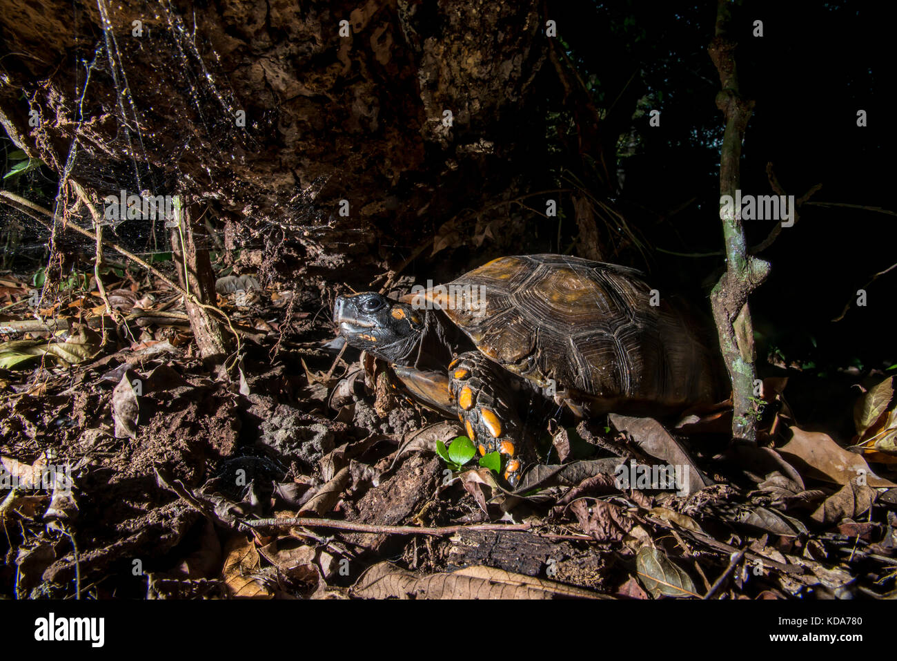 "Jabuti-tinga (chelonoidis denticulata) fotografado em linhares, Espírito Santo, sudeste de Brasil. bioma Mata Atlântica. registro feito em 2013. Foto de stock