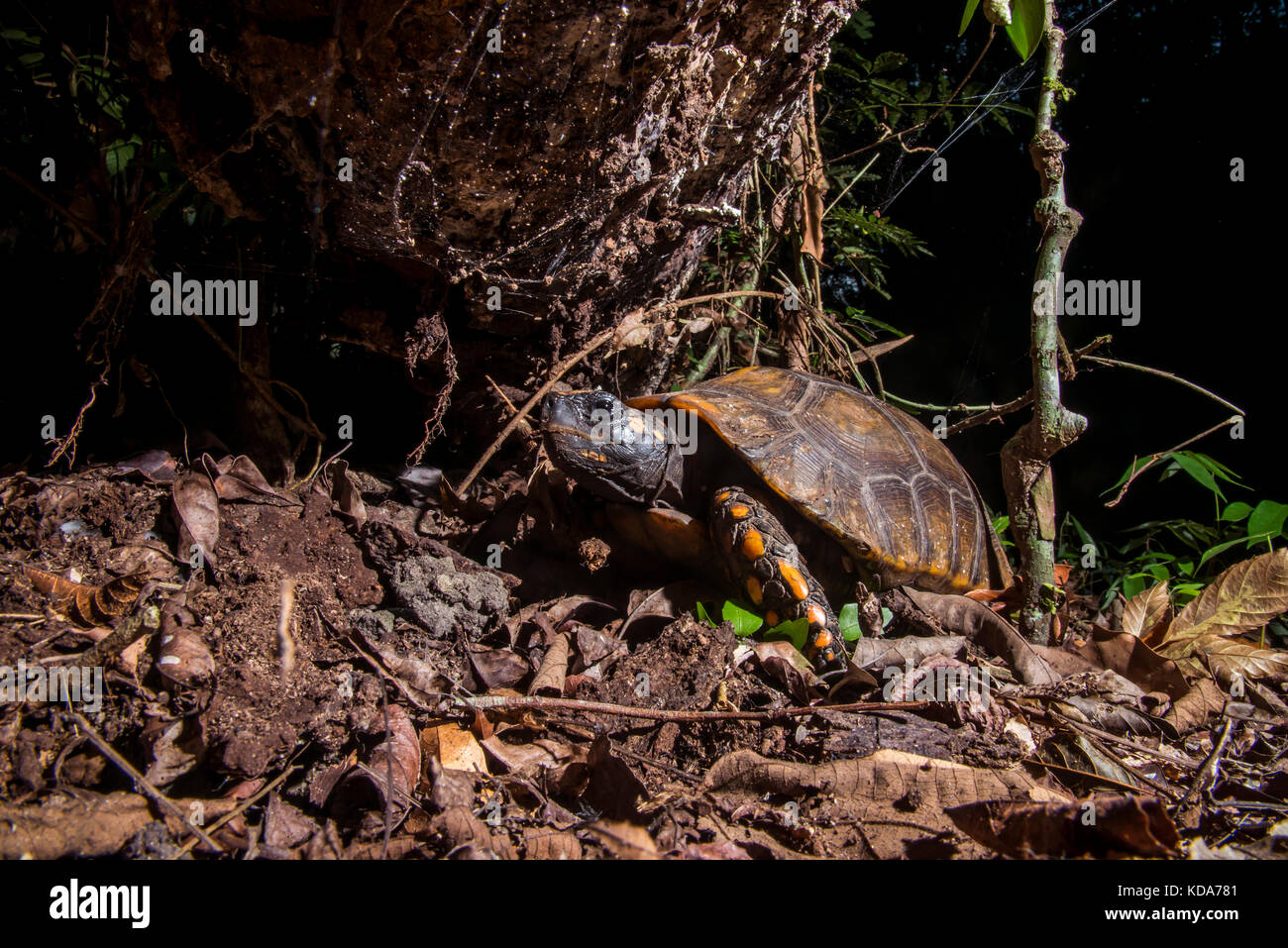 "Jabuti-tinga (chelonoidis denticulata) fotografado em linhares, Espírito Santo, sudeste de Brasil. bioma Mata Atlântica. registro feito em 2013. Foto de stock