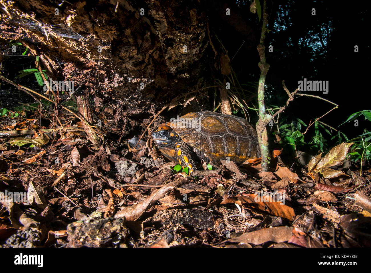 "Jabuti-tinga (chelonoidis denticulata) fotografado em linhares, Espírito Santo, sudeste de Brasil. bioma Mata Atlântica. registro feito em 2013. Foto de stock