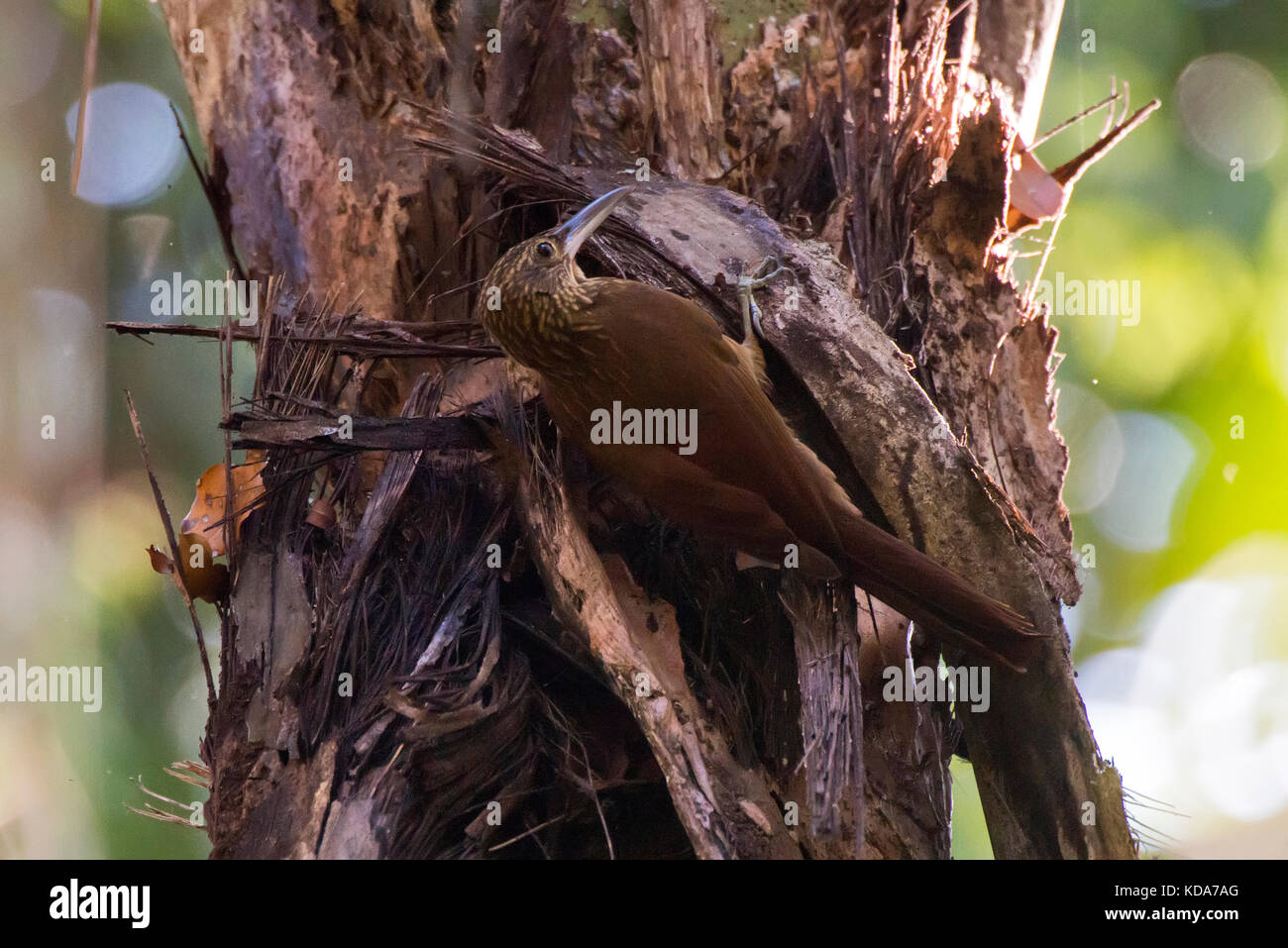 'Arapaçu-de-garganta-amarela (Xiphorhynchus guttatus) fotografiado em Linhares, Espírito Santo - Sudeste do Brasil. Bioma Mata Atlântica. Registro fei Foto de stock