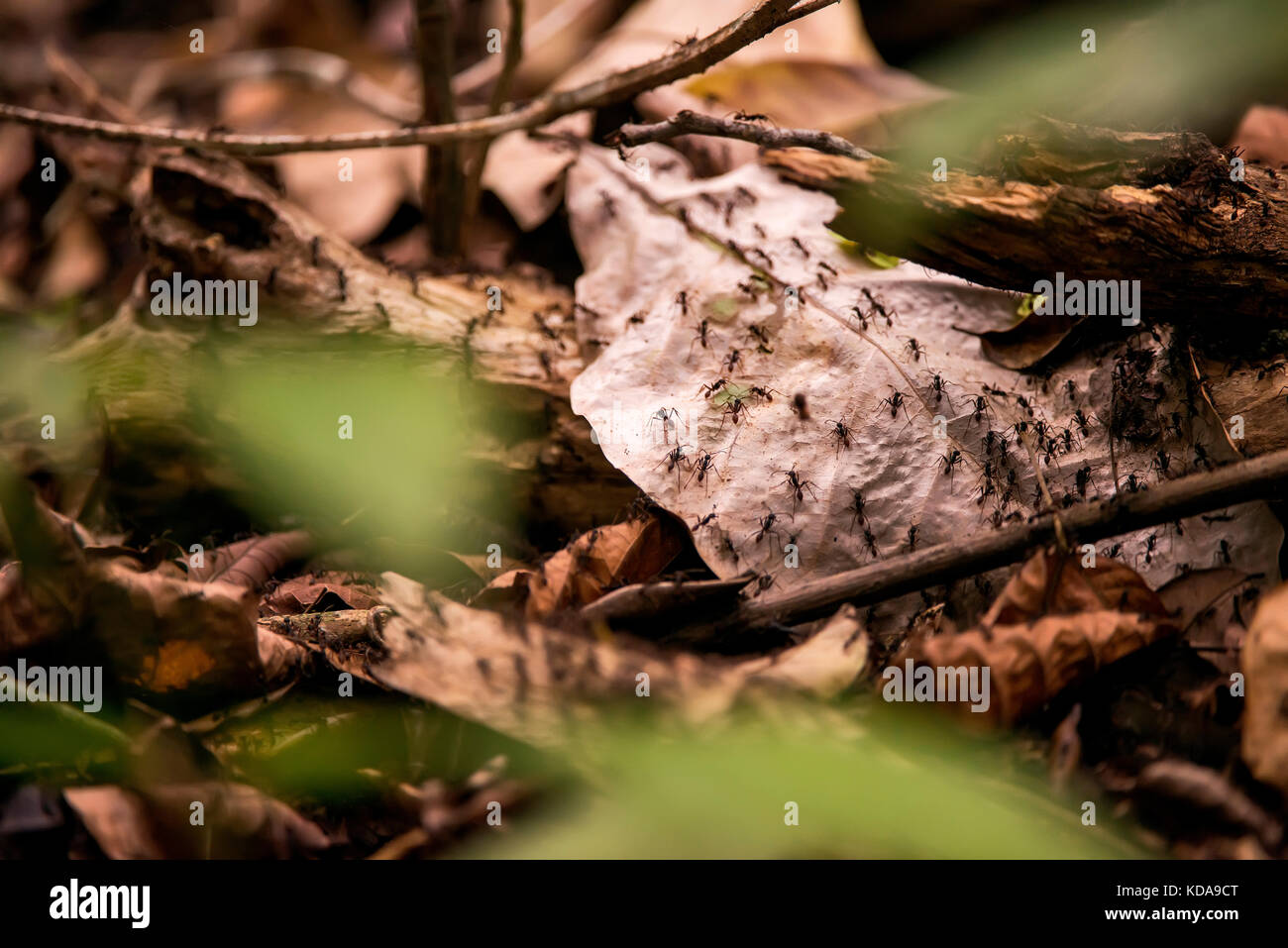 'Formiga-de-correição (Eciton sp.) fotograbado em Linhares, Espírito Santo - Sudeste do Brasil. Bioma Mata Atlântica. Registro feito em 2013. ES Foto de stock