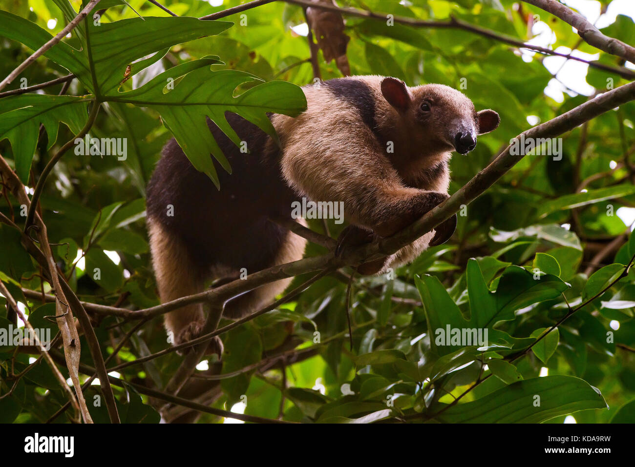 'Tamanduá-mirim (Tamandua tetradactyla) fotografiado em Linhares, Espírito Santo - Sudeste do Brasil. Bioma Mata Atlântica. Registro feito em 2013. Foto de stock