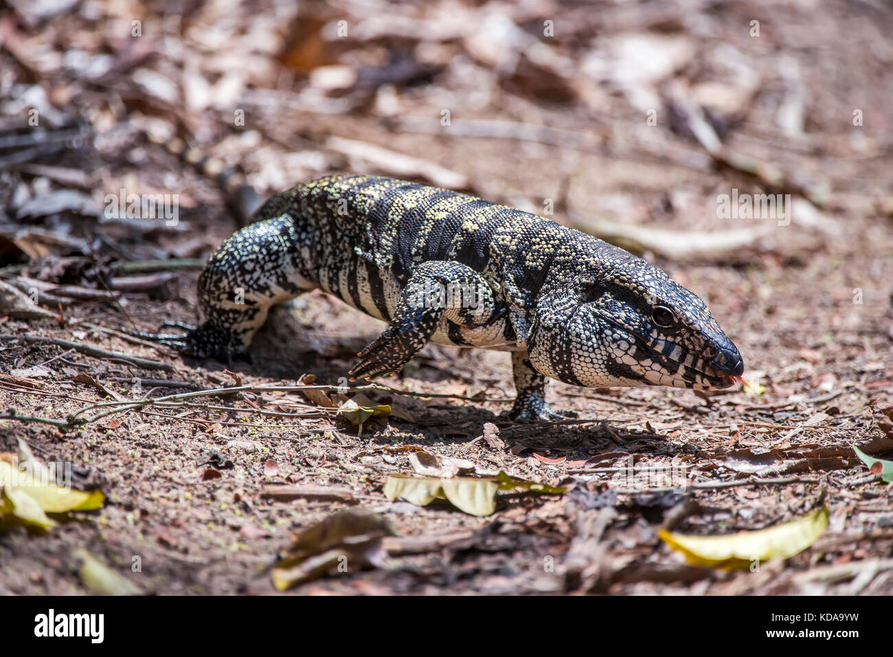 "Teiú (salvator merianae) fotografado em linhares, Espírito Santo, sudeste de Brasil. bioma Mata Atlântica. registro feito em 2013. Inglés: bl Foto de stock