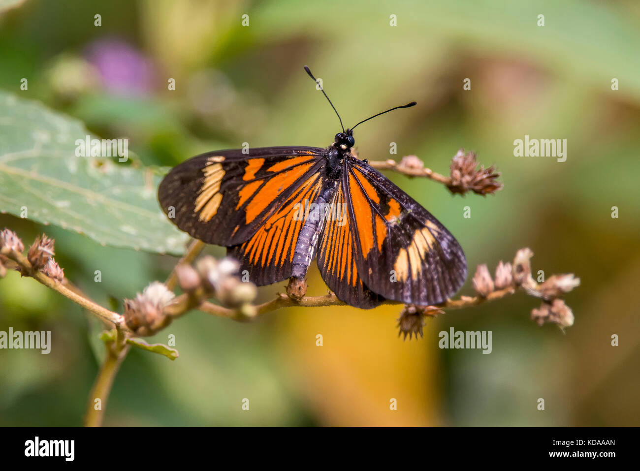 "Borboleta-pellenea actinote pellenea () fotografado em afonso Claudio, Espírito Santo, sudeste de Brasil. bioma Mata Atlântica. registro feito em 20 Foto de stock