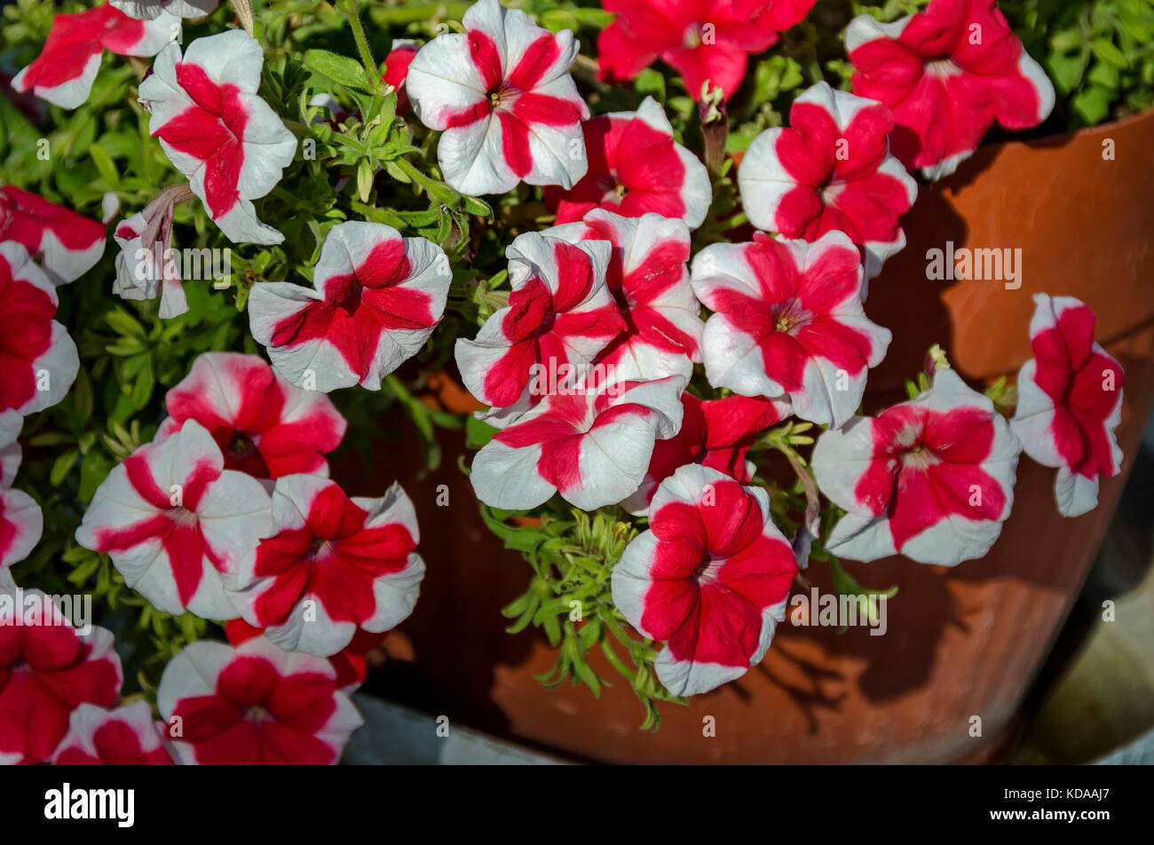 Pila de color rojo y blanco moteado petunia flor en el parque, el enfoque selectivo, Sofía, Bulgaria Foto de stock