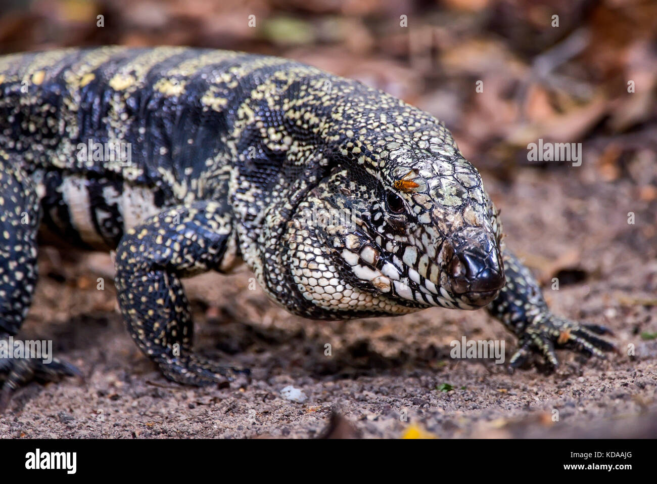 "Teiú (salvator merianae) fotografado em linhares, Espírito Santo, sudeste de Brasil. bioma Mata Atlântica. registro feito em 2013. Inglés: bl Foto de stock