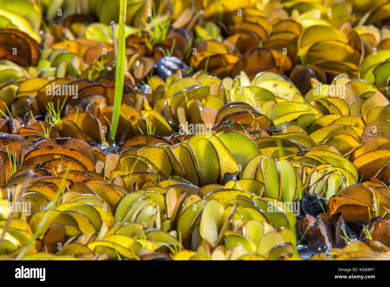 'Libélula Listrada (Telebasis filiola) fotografiado em Linhares, Espírito Santo - Sudeste do Brasil. Bioma Mata Atlântica. Registro feito em 2014. Foto de stock