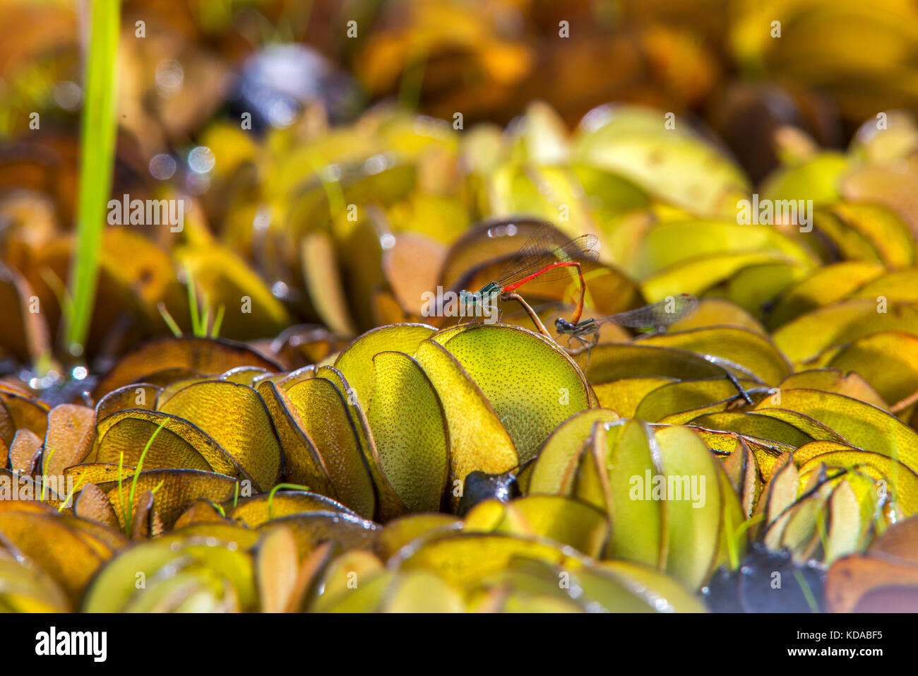 'Libélula Listrada (Telebasis filiola) fotografiado em Linhares, Espírito Santo - Sudeste do Brasil. Bioma Mata Atlântica. Registro feito em 2014. Foto de stock