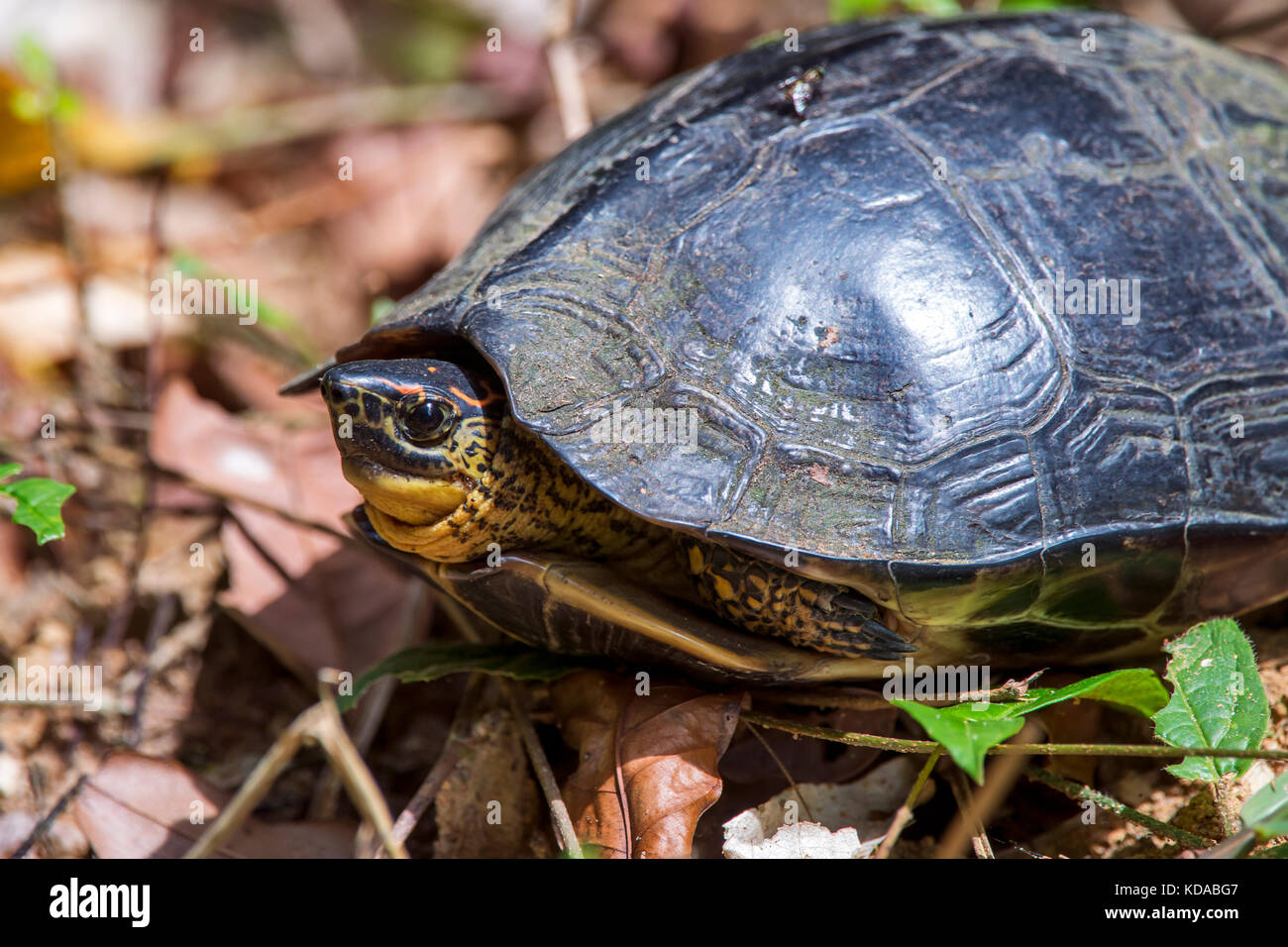 "Tartaruga-de-patas-malhadas (rhinoclemmys punctularia) fotografado em linhares, Espírito Santo, sudeste de Brasil. bioma Mata Atlântica. registro f Foto de stock