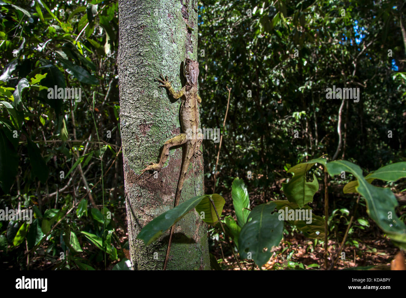 "Camaleãozinho (enyalius brasiliensis) fotografado em linhares, Espírito Santo, sudeste de Brasil. bioma Mata Atlântica. registro feito em 2015. Foto de stock