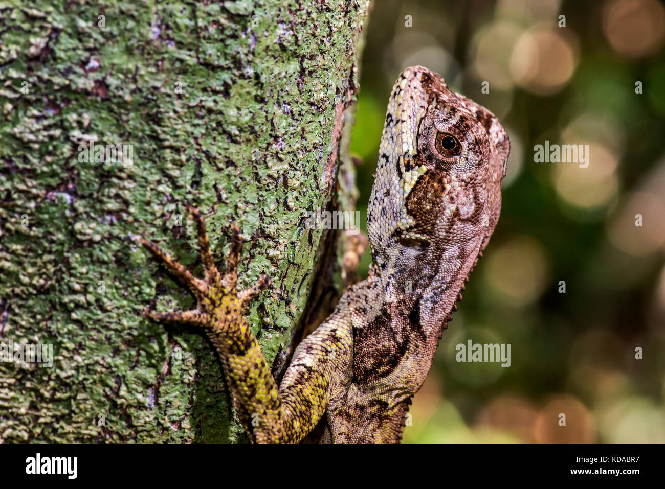 "Camaleãozinho (enyalius brasiliensis) fotografado em linhares, Espírito Santo, sudeste de Brasil. bioma Mata Atlântica. registro feito em 2015. Foto de stock