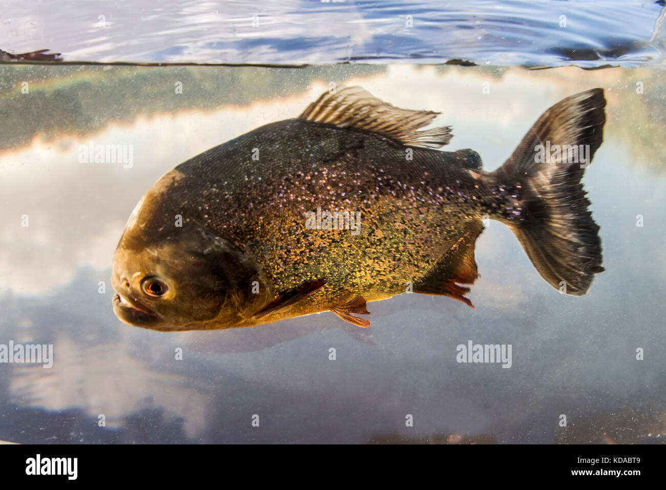 'Piranha-vermelha (Pygocentrus nattereri) fotografiado em Linhares, Espírito Santo - Sudeste do Brasil. Bioma Mata Atlântica. Registro feito em 2015. Foto de stock