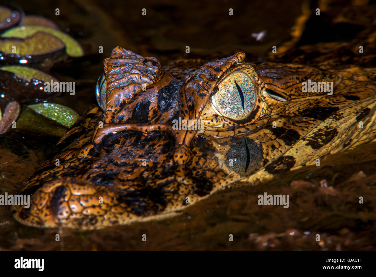 "Jacaré-de-papo-amarelo (Caiman latirostris) fotografado em linhares, Espírito Santo, sudeste de Brasil. bioma Mata Atlântica. registro feito em 201 Foto de stock