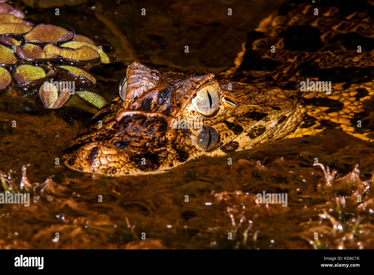 "Jacaré-de-papo-amarelo (Caiman latirostris) fotografado em linhares, Espírito Santo, sudeste de Brasil. bioma Mata Atlântica. registro feito em 201 Foto de stock