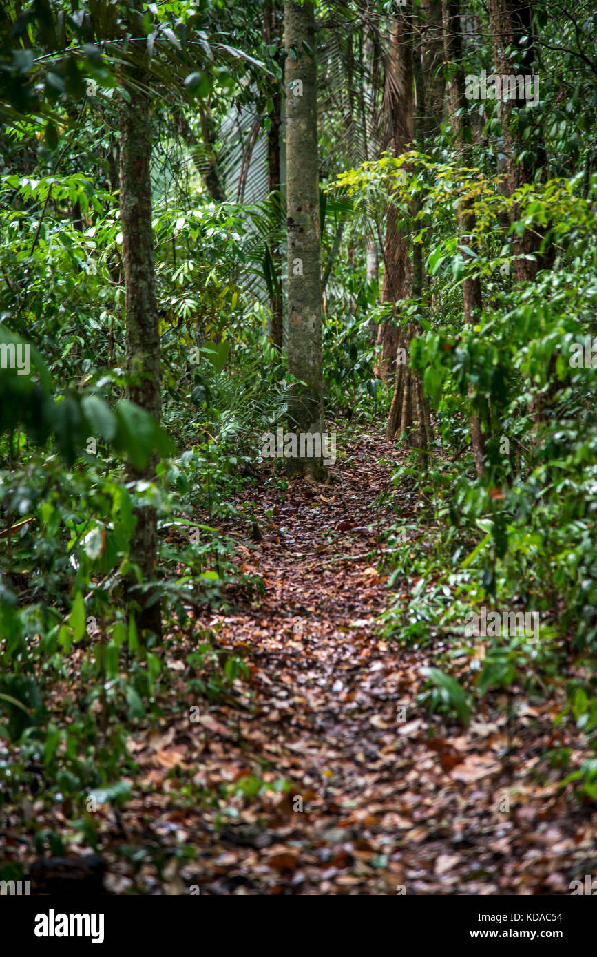 'Floresta (paisagem) fotografiado em Linhares, Espírito Santo - Sudeste do Brasil. Bioma Mata Atlântica. Registro feito em 2015. INGLÉS: Bosque Foto de stock