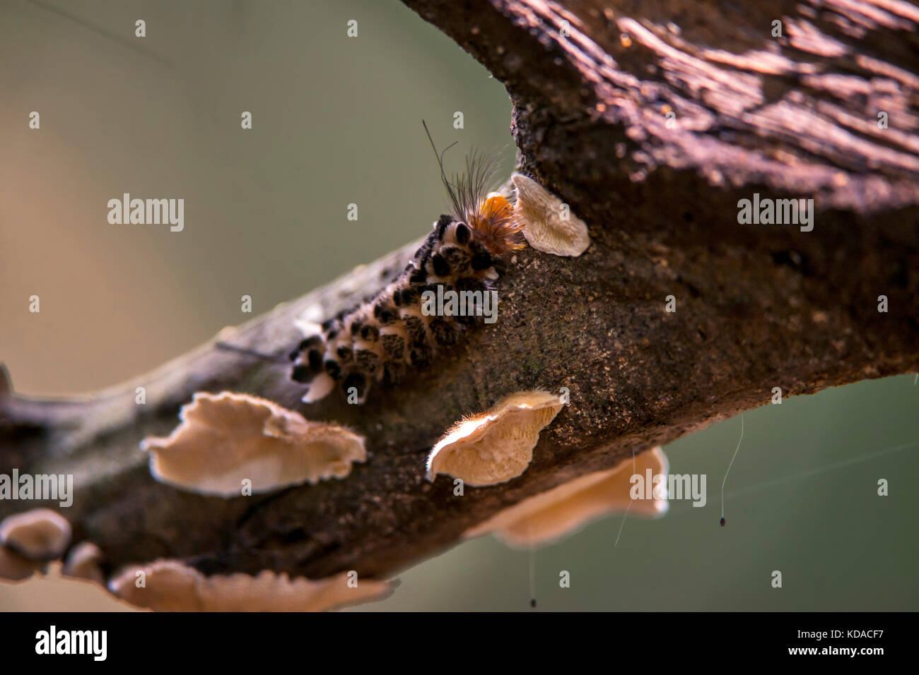 "Lagarta de mariposa-leopardo (carales astur) fotografado em linhares, Espírito Santo, sudeste de Brasil. bioma Mata Atlântica. registro feito em 20 Foto de stock