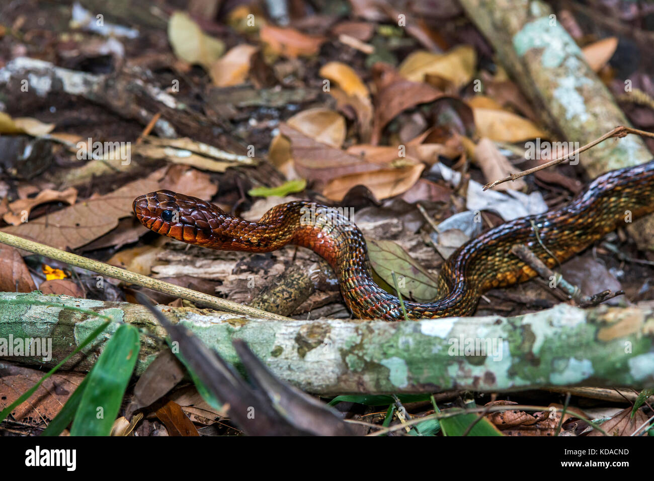 'Cobra-papa-ovo (Spilotes sulfureus) fotografiado em Linhares, Espírito Santo - Sudeste do Brasil. Bioma Mata Atlântica. Registro feito em 2015. Foto de stock