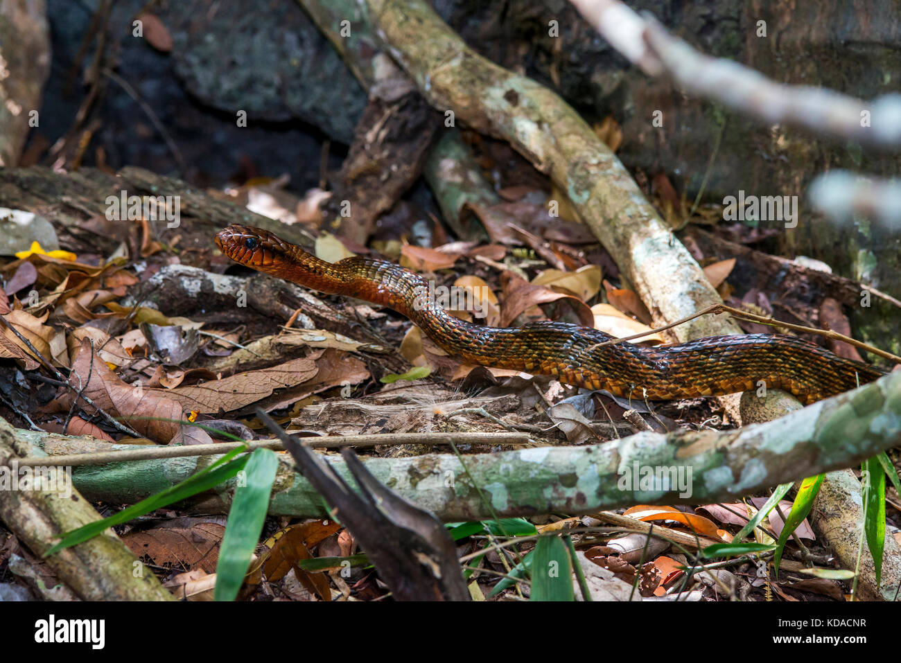 'Cobra-papa-ovo (Spilotes sulfureus) fotografiado em Linhares, Espírito Santo - Sudeste do Brasil. Bioma Mata Atlântica. Registro feito em 2015. Foto de stock