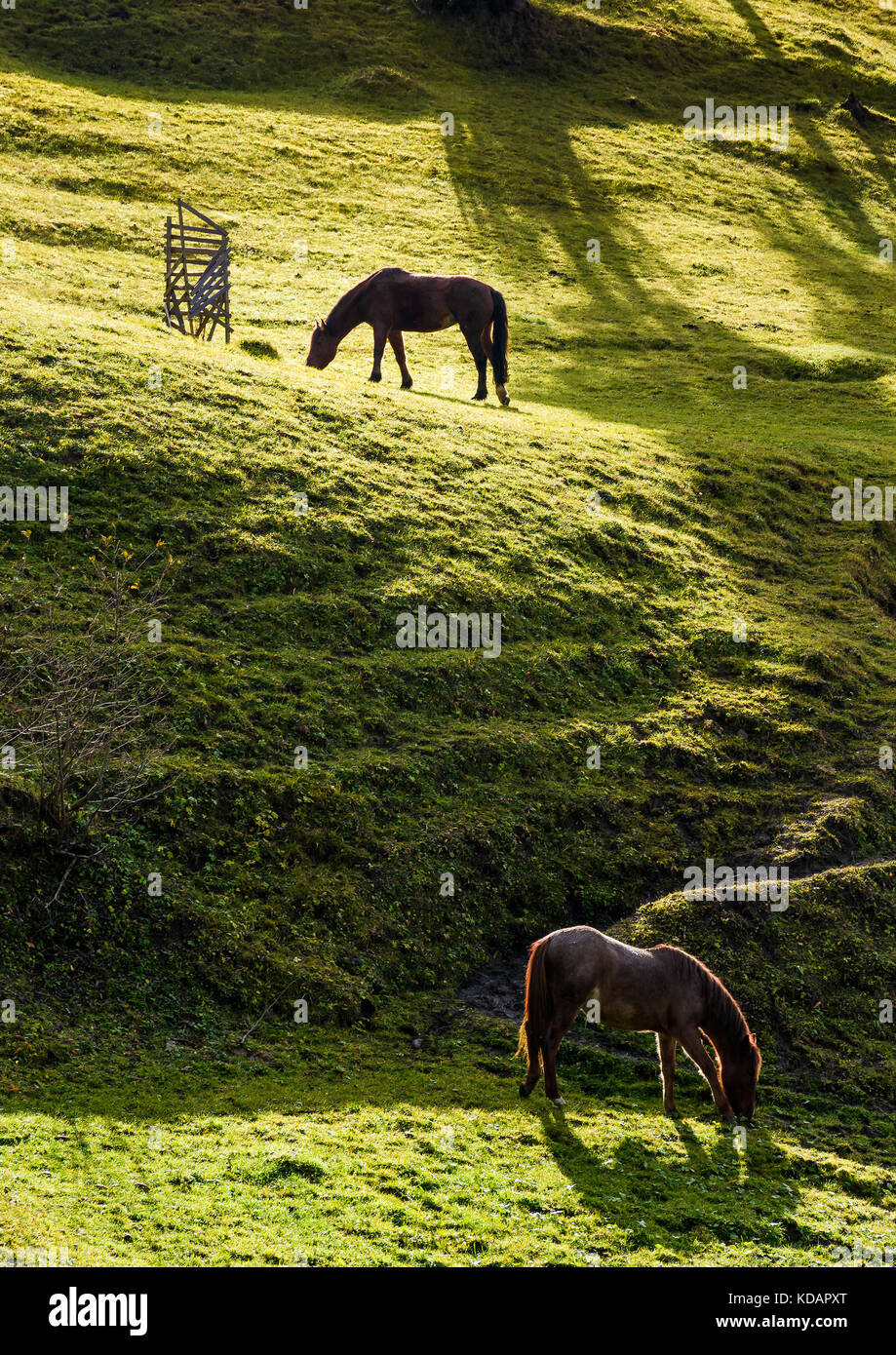 Dos Caballos Pastando En La Verde Ladera Gaseosas Hermosos Paisajes Al Aire Libre En La Granja Fotografia De Stock Alamy