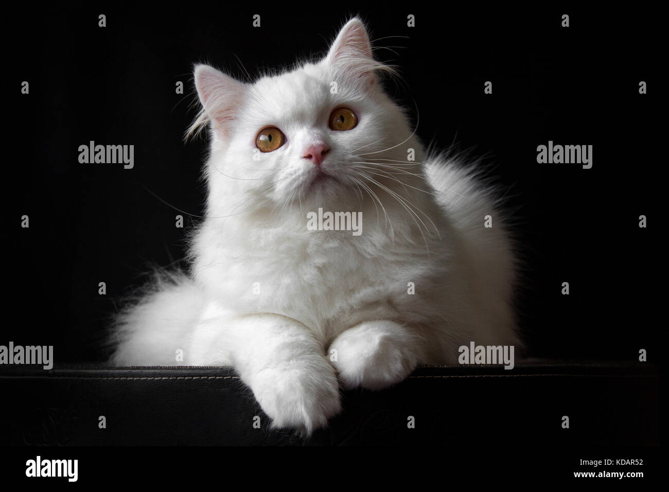 Retrato de un gato persa blanco Foto de stock