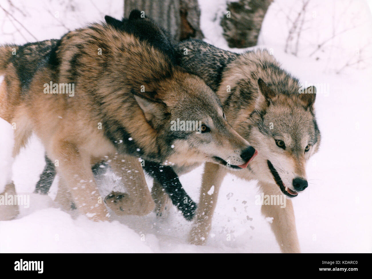 Canadá. La vida silvestre. Lobos Grises en la nieve. Foto de stock