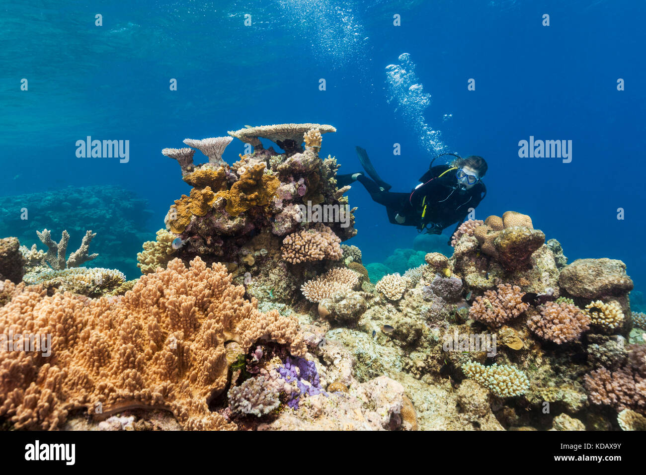 Buceador explorar las formaciones de coral de Arrecife Agincourt, Parque Marino de la Gran Barrera de Coral, Port Douglas, Queensland, Australia Foto de stock