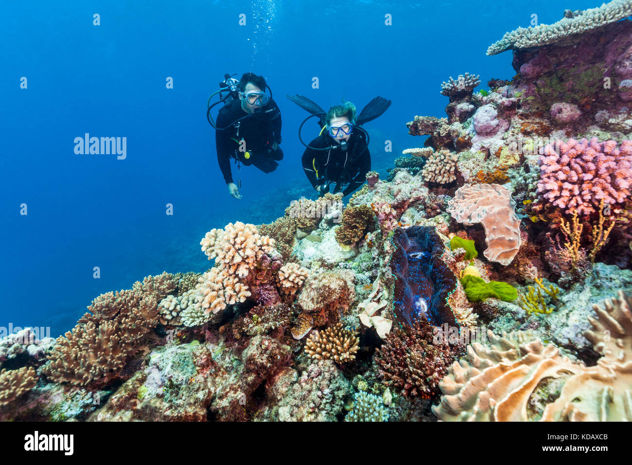 Los buceadores mirando una almeja gigante y formaciones de coral en el Arrecife de San Crispín, el Parque Marino de la Gran Barrera de Coral, Port Douglas, Queensland, Australia Foto de stock