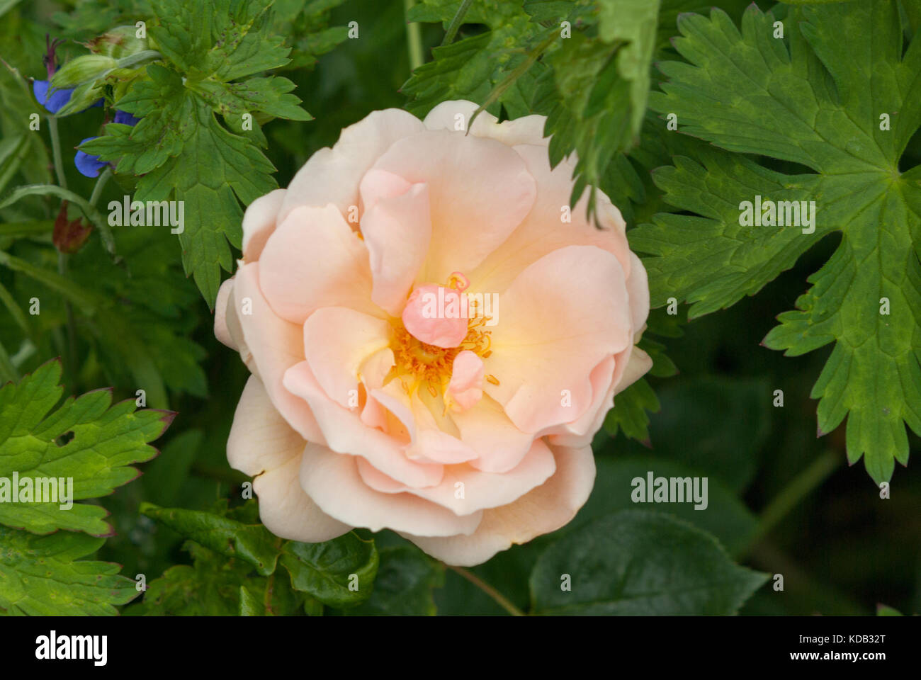Rose jardineros alegría Foto de stock