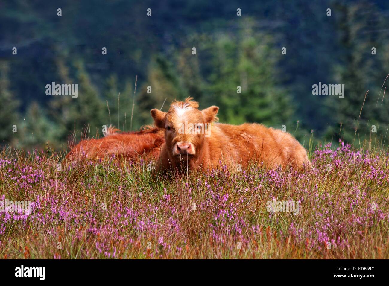 Highland ganado, Highlands en Escocia Foto de stock