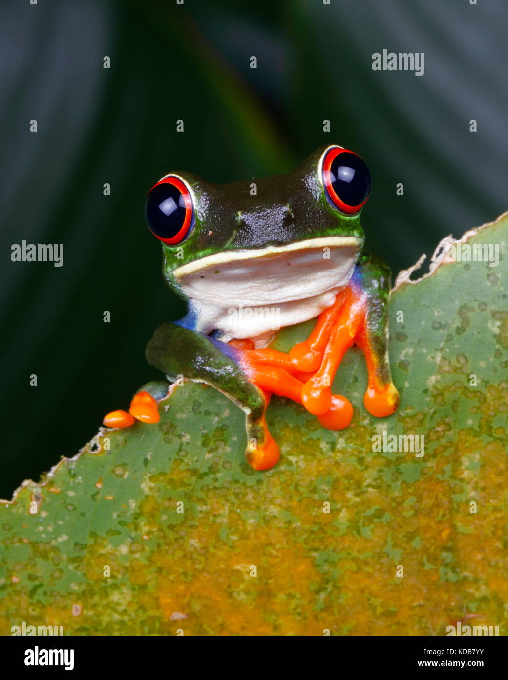 Una red-eyed Tree Frog, Estos Agalychnis callidryas. Foto de stock