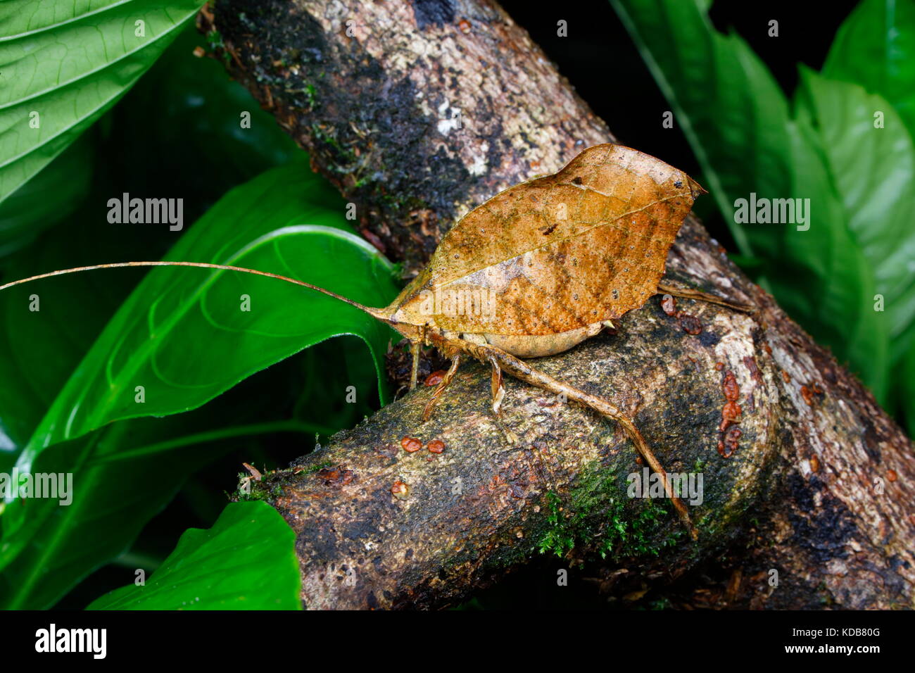 De cerca una hoja muerta imitan los saltamontes americanos, Tettigoniidae especies. Foto de stock