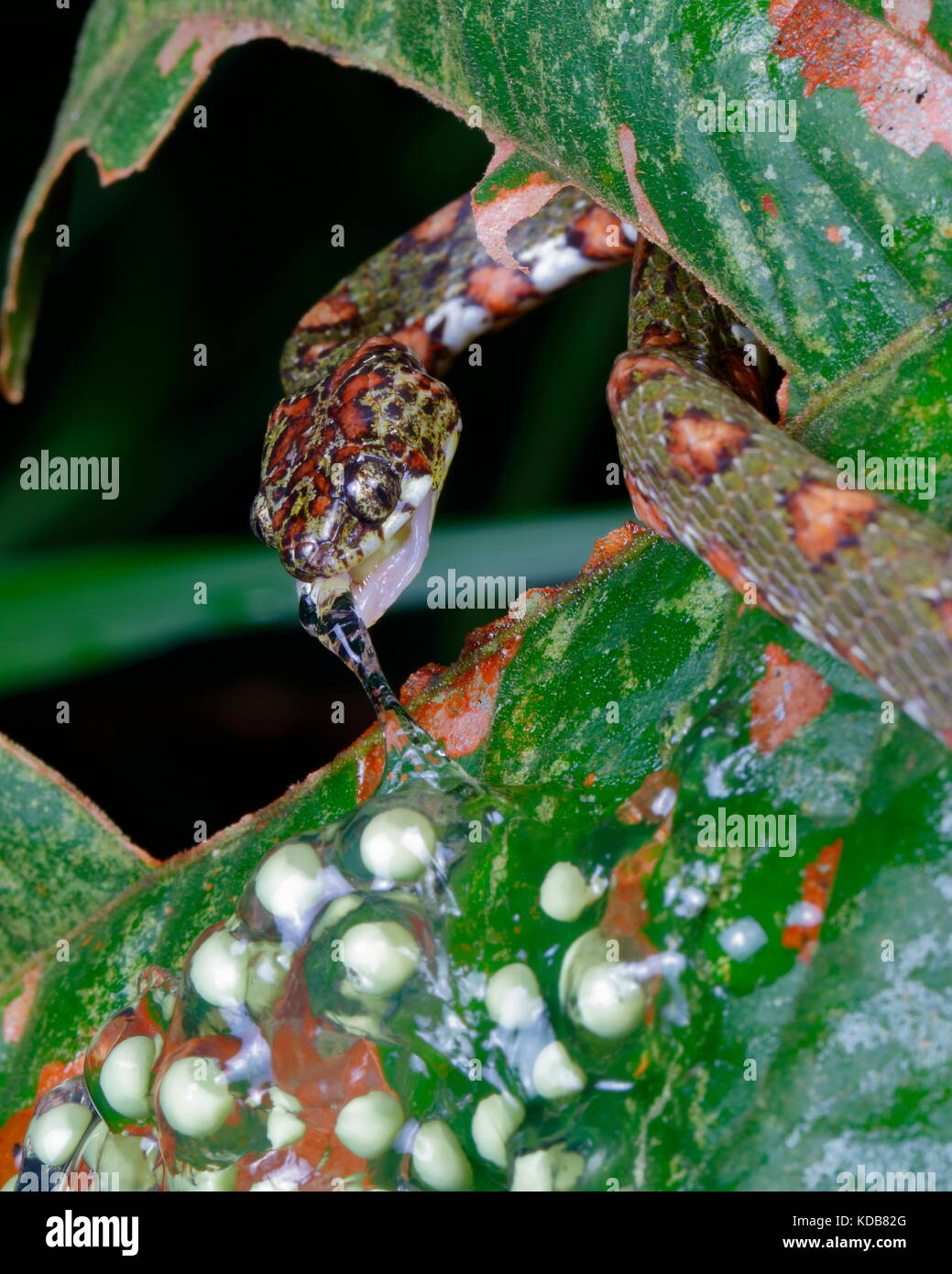 Un caracol Sucker, Sibon Argus argus, alimentándose de huevos de rana arborícola de ojos rojos. Foto de stock