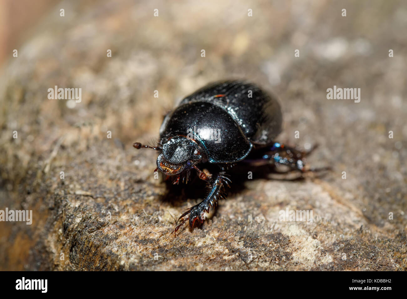 Tierra negra-aburrido dung dor escarabajo, anoprotrupes stercorosus, retrato en el tocón en el bosque de pinos, macro Foto de stock