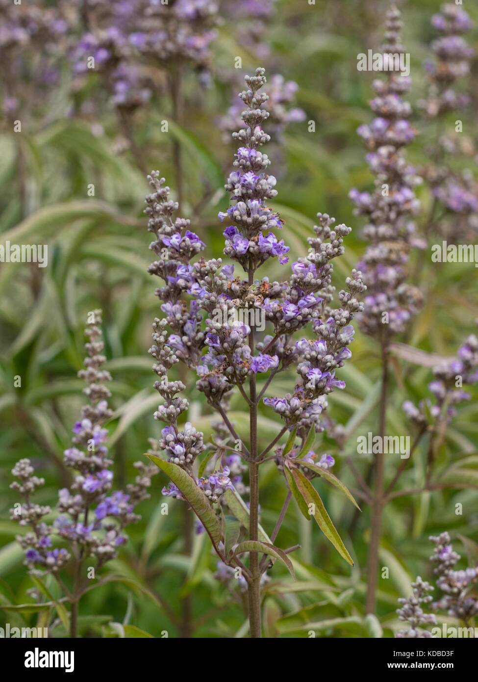 Vitex agnus-castus, también llamado vitex, agnocasto, el sauzgatillo, bálsamo de Abraham, lila chastetree, o pimienta del monje Foto de stock