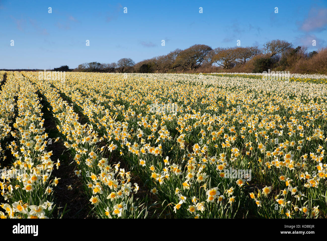 Daffodil Field; Cornwall; Reino Unido Foto de stock
