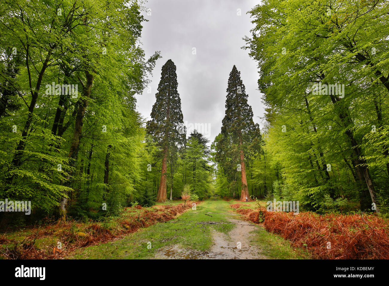 Secuoyas gigantes; sendero de árboles altos; bosque nuevo; Reino Unido Foto de stock