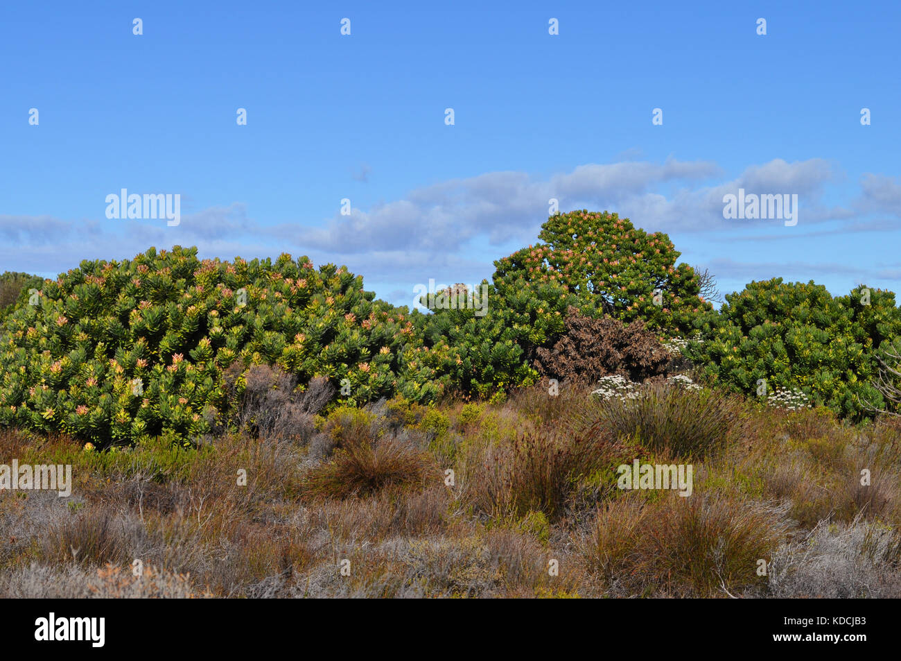 Vegetación de fynbos en la península del Cabo, cerca de Ciudad del Cabo, Sudáfrica Foto de stock