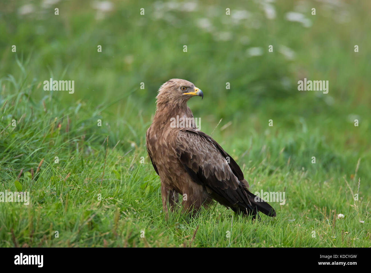 Menor (clanga águila manchado / Aquila pomarina pomarina) mirando hacia atrás en los prados, de aves rapaces migratorias nativa de Europa central y oriental Foto de stock