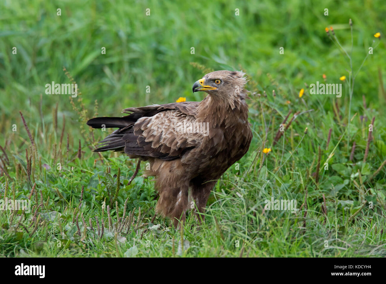 Menor (Clanga águila manchado / Aquila pomarina pomarina) mirando hacia atrás en la pradera nativa de aves rapaces migratorias en Europa Central y Oriental Foto de stock