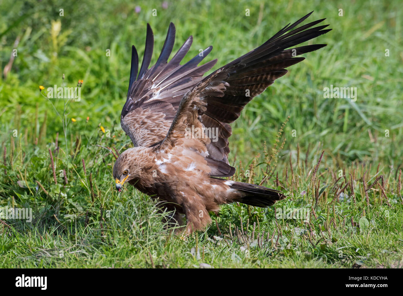 Menor (clanga águila manchado / Aquila pomarina pomarina) que aterrizaba en la pradera nativa de aves rapaces migratorias en Europa central y oriental Foto de stock