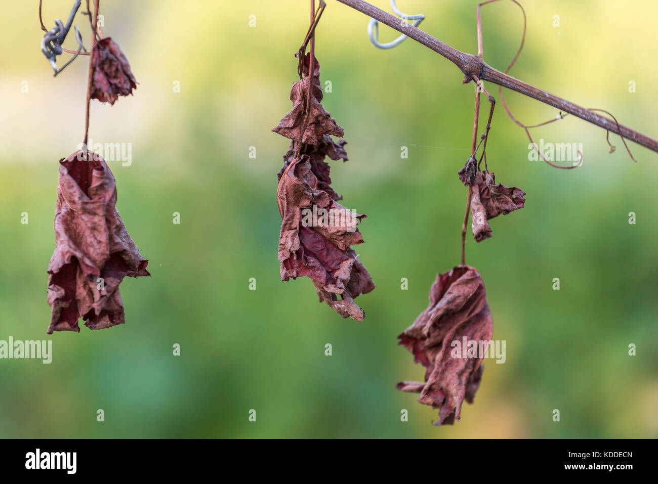 Hojas De Parra Secas Fotos e Imágenes de stock Alamy