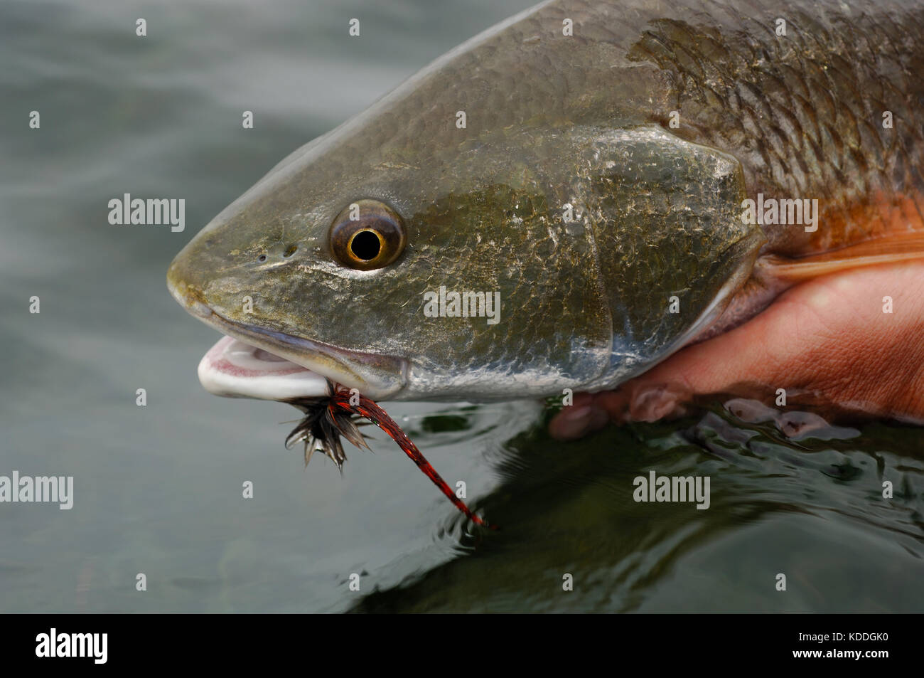 Una gallineta o tambor rojo capturados mientras que la pesca con mosca en la Laguna Madre del Sur de Texas Foto de stock