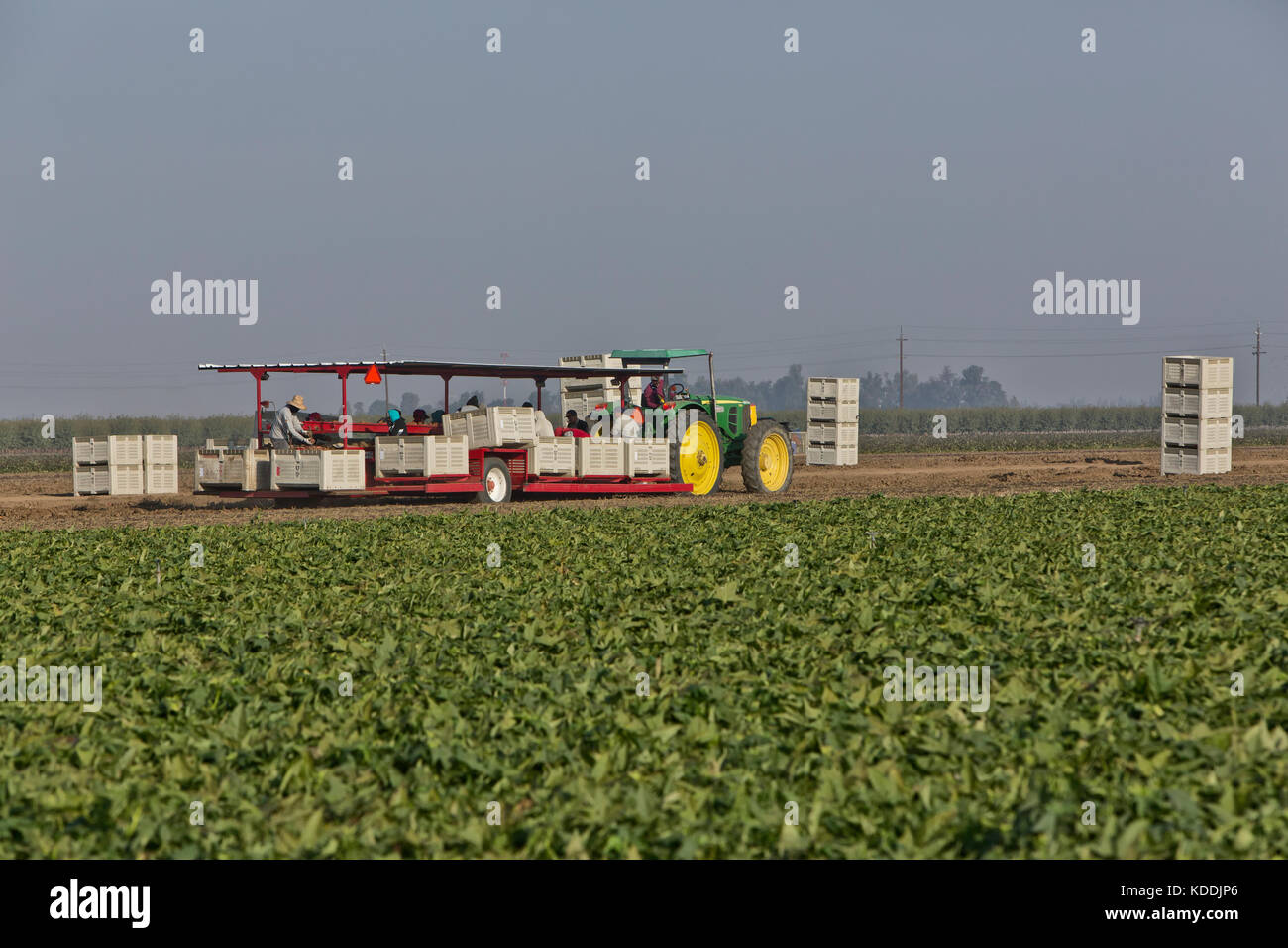 Cosechadora de elevación Kamote que transportaba a trabajadores 'cultivar' de 'La Batata Ipomoea batatas', filipina de hierbas medicinales, la planta de tractores John Deere. Foto de stock