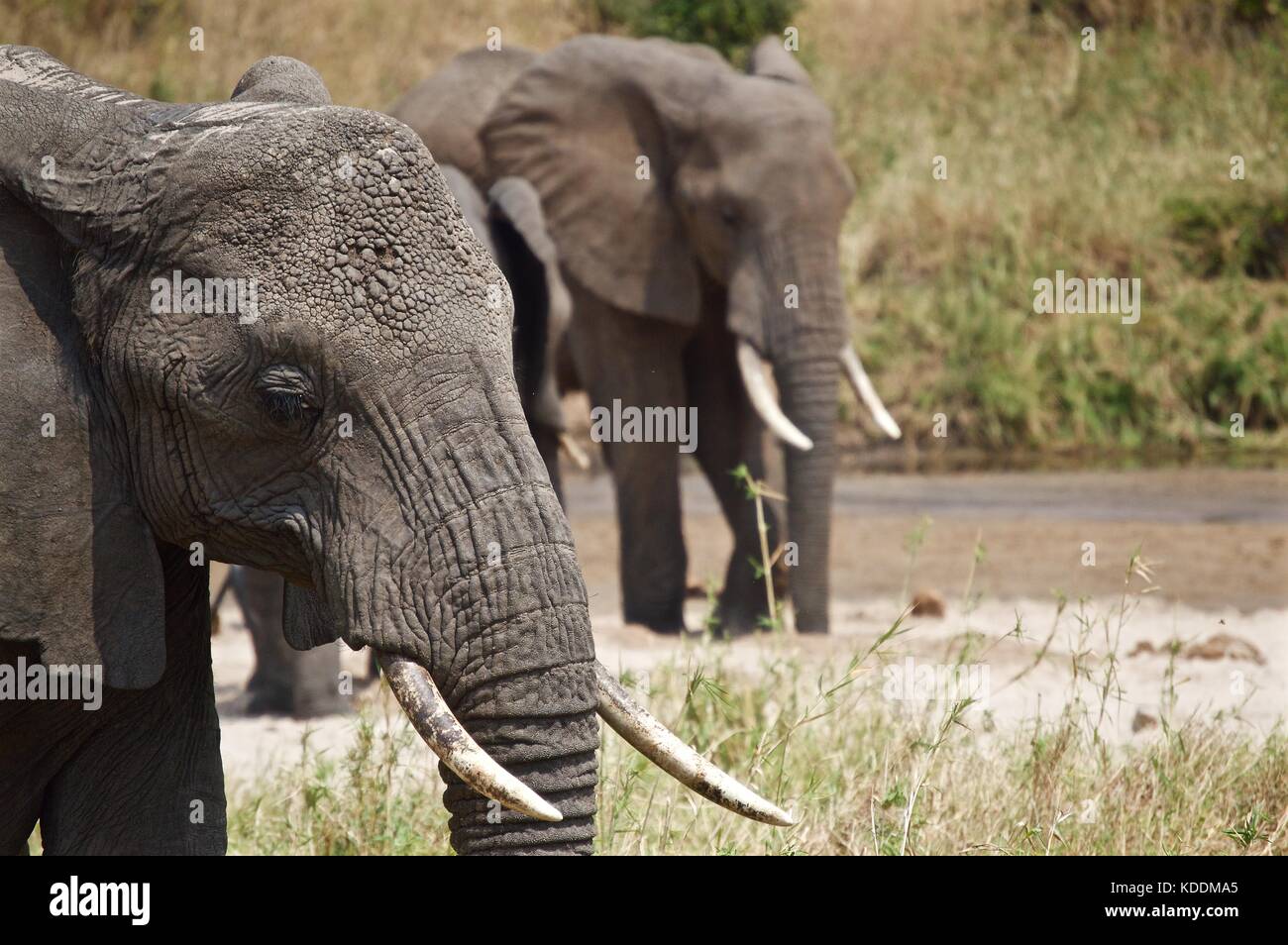 Manada de elefantes, el parque nacional Tarangire, Tanzania Foto de stock