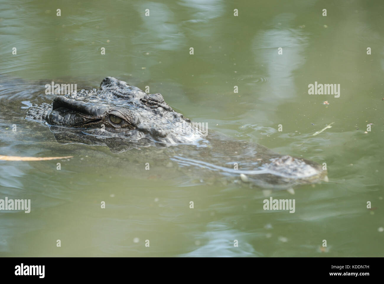 Natur, Australien, Queensland QLD, Wangetti, Hartley's Crocodile Adventures, mayo de 24. Australische Krokodile . (Foto de Ulrich Roth, www.ulrich-roth.c Foto de stock