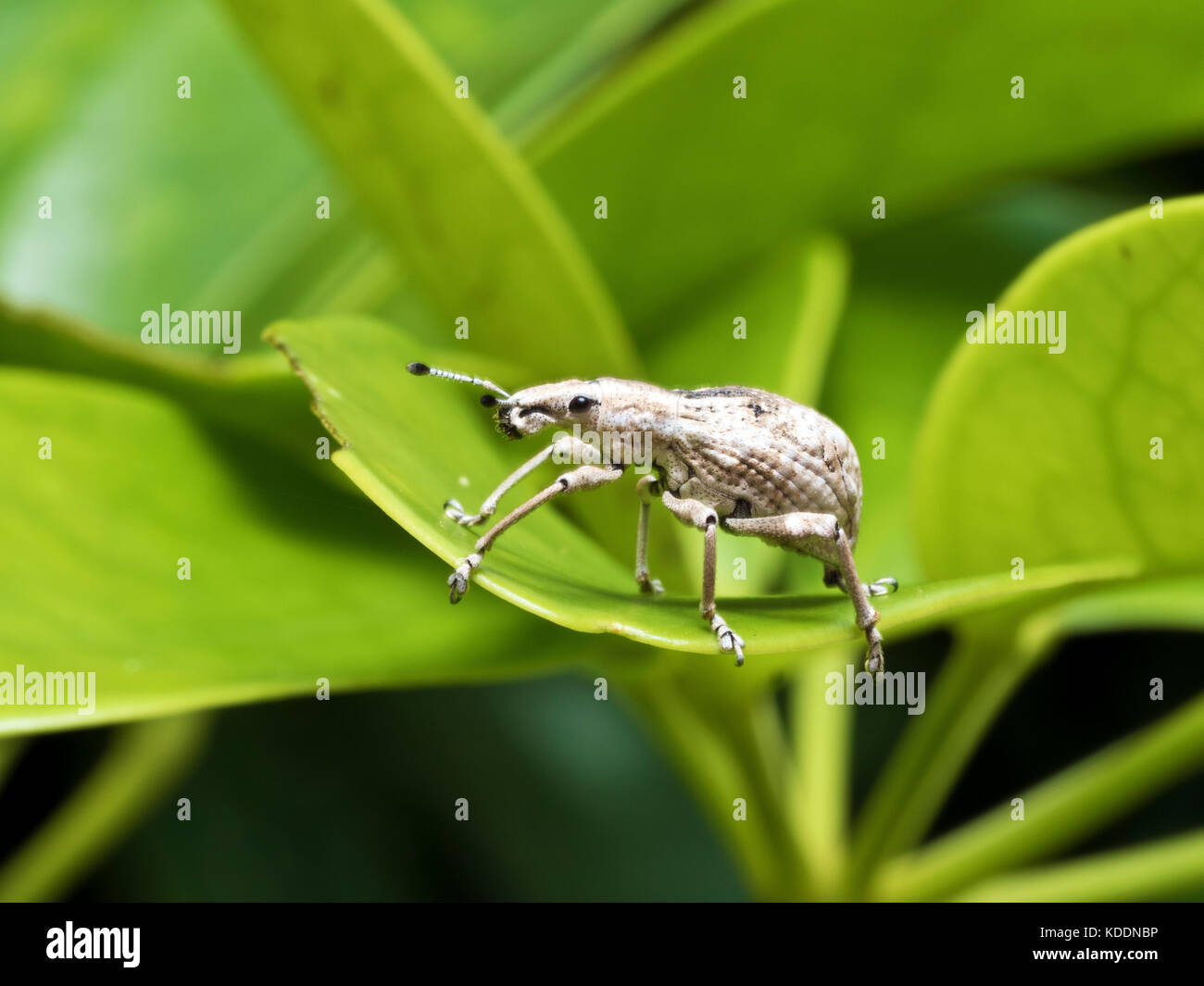 Cerrar la foto de un gorgojo,curculionidae Foto de stock