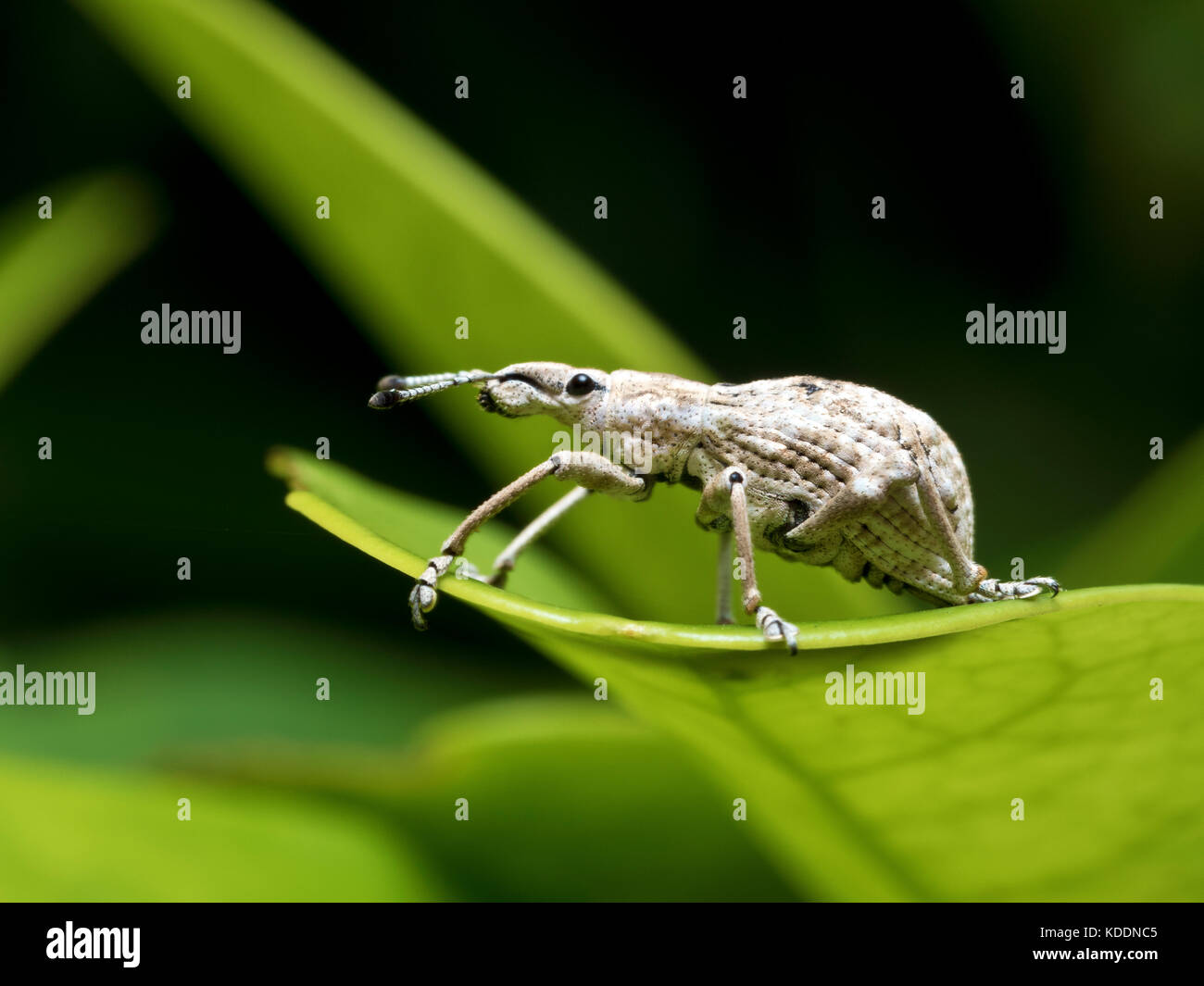 Cerrar la foto de un gorgojo,curculionidae Foto de stock
